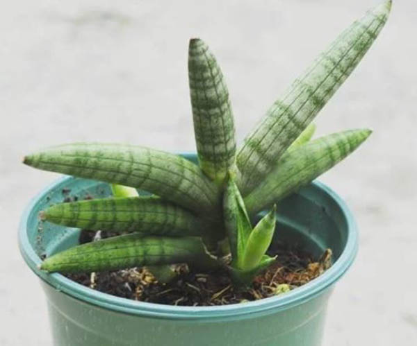 Cây ngà voi: Ý nghĩa, hình ảnh, cách trồng, chăm sóc tại nhà - Tư vấn phong thuỷ