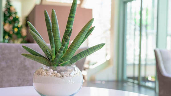 Cây ngà voi: Ý nghĩa, hình ảnh, cách trồng, chăm sóc tại nhà - Tư vấn phong thuỷ