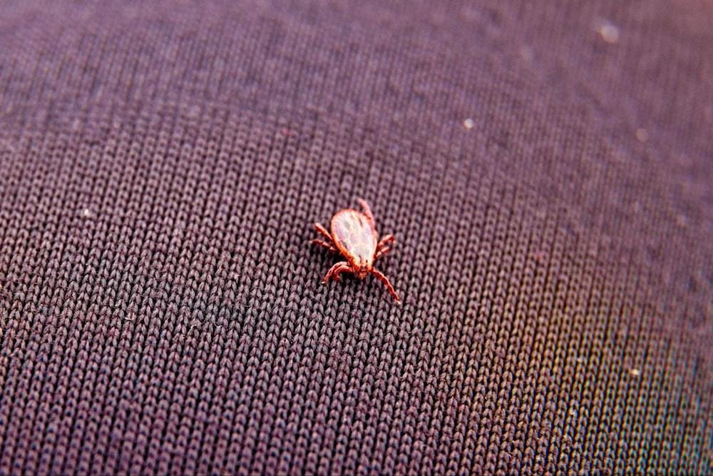 Cách trị mạt gà trong phòng ngủ triệt để và hiệu quả