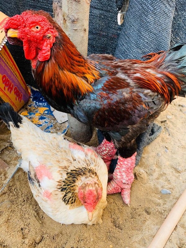 Các giống gà thịt ngon nhanh lớn - "tốt nhất" nhiện nay