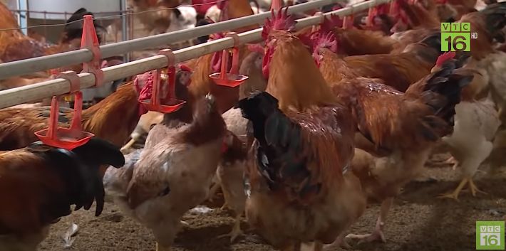 Các giống gà thịt ngon nhanh lớn - "tốt nhất" nhiện nay