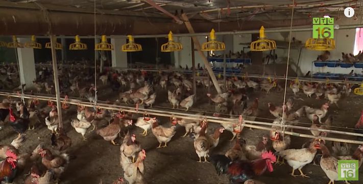 Các giống gà thịt ngon nhanh lớn - "tốt nhất" nhiện nay