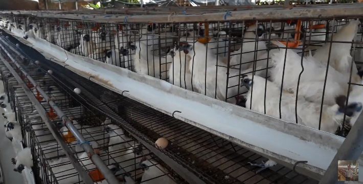 Các giống gà thịt ngon nhanh lớn - "tốt nhất" nhiện nay