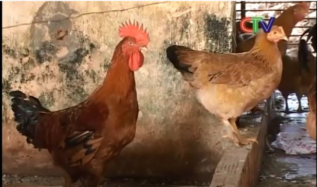 Các giống gà thịt ngon nhanh lớn - "tốt nhất" nhiện nay