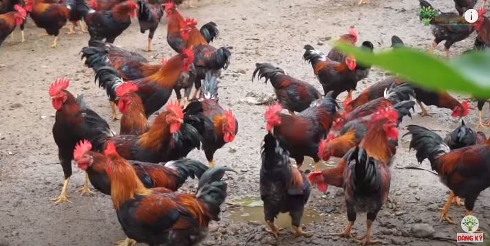 Các giống gà thịt ngon nhanh lớn - "tốt nhất" nhiện nay