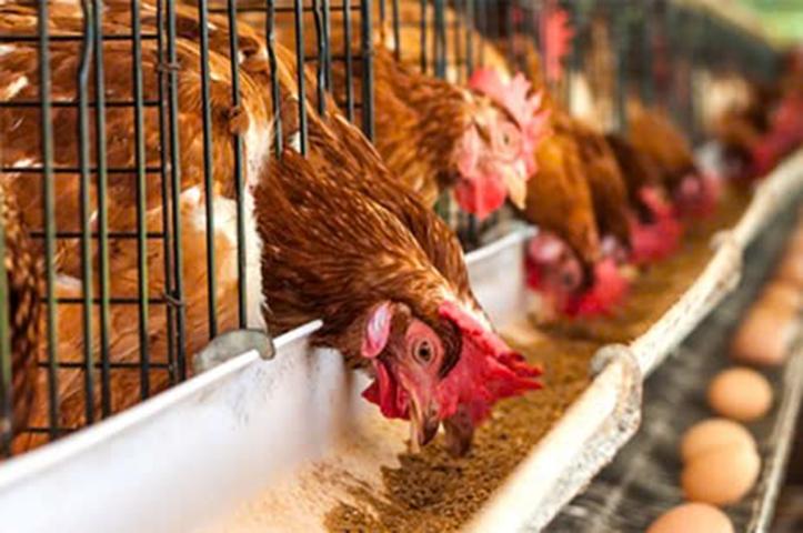 Thông tin kĩ thuật - XỬ LÝ HỘI CHỨNG GIẢM ĐẺ TRÊN GÀ