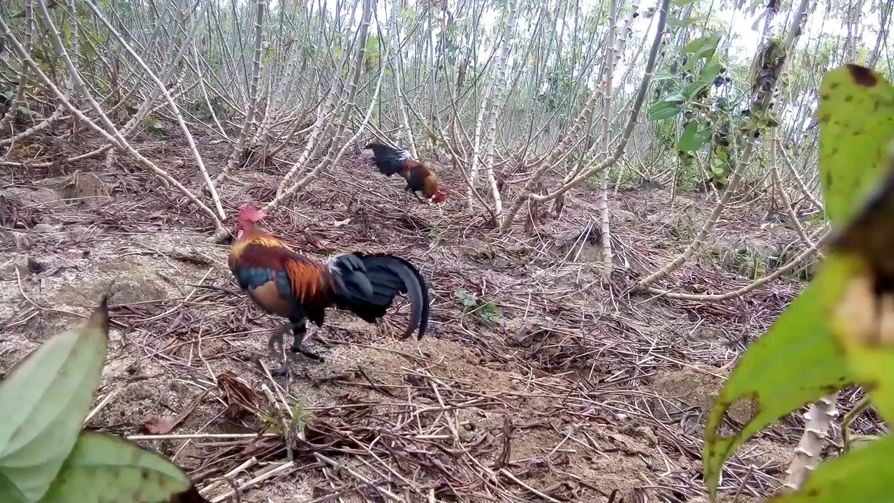 Tìm hiểu cách bẫy gà rừng đơn giản và hiệu quả nhất hiện nay - Cẩm nang nuôi trồng sinh vật cảnh