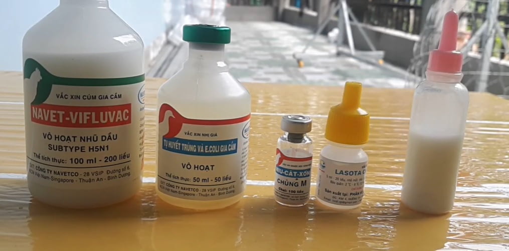 Hướng dẫn cách tiêm vacxin cho gà - Niên Giám Nông Nghiệp