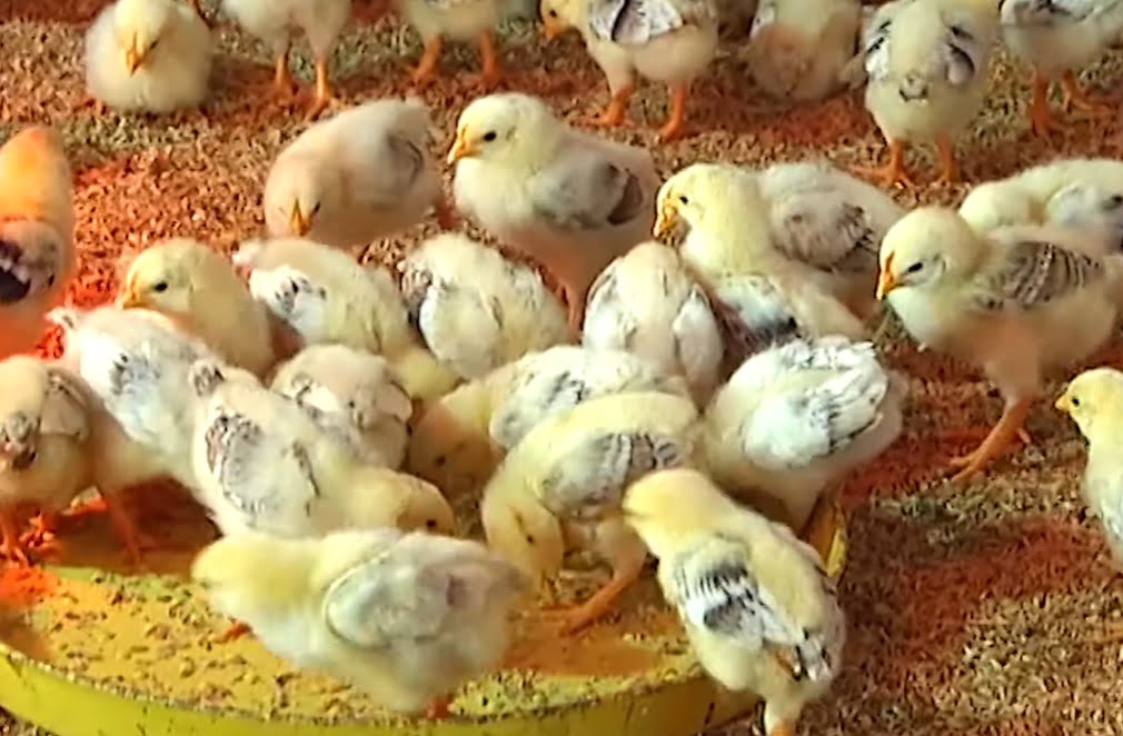 Kỹ thuật tiêm vacxin cho gà con