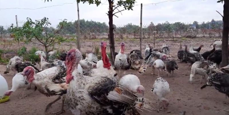 Giống gà tây lấy thịt