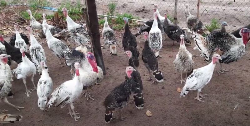 Nuôi gà tây thả tự do