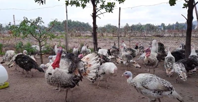 Kỹ thuật nuôi gà tây lấy thịt