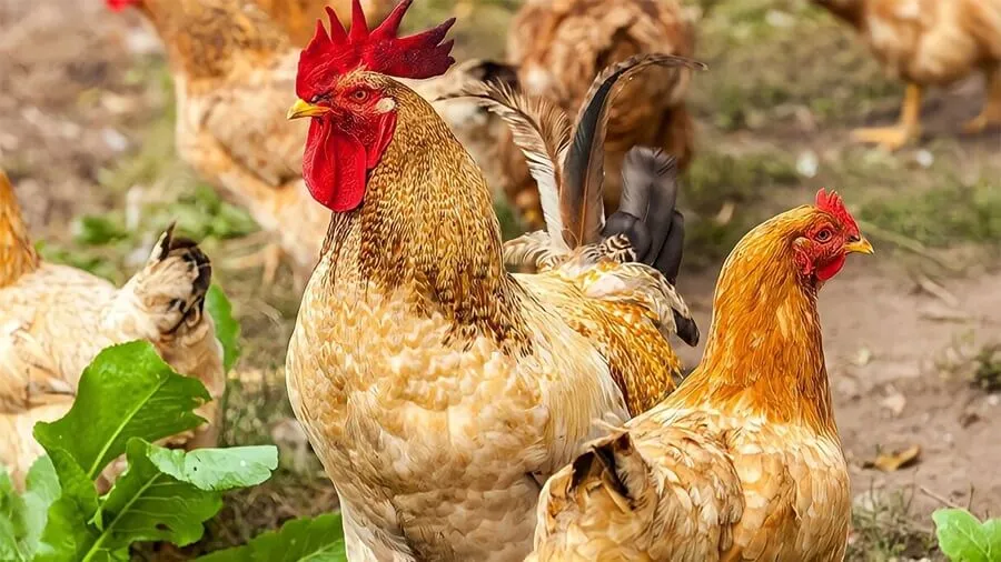 Công Tác Phòng Bệnh Cho Gà Trong Mùa Mưa Hiệu Quả