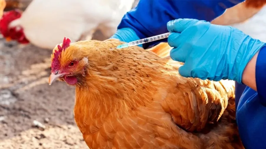 Công Tác Phòng Bệnh Cho Gà Trong Mùa Mưa Hiệu Quả