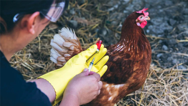 Công tác phòng bệnh cúm gia cầm vào mùa lạnh - Hoan Duong J.S.C