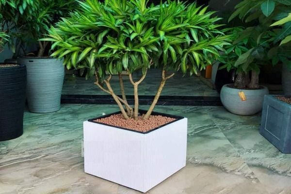 Nhận biết đặc điểm cây trúc bách hợp qua lá và thân