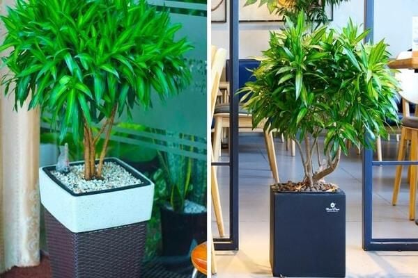 Cây trúc bách hợp: Ý nghĩa, đặc điểm, cách trồng, chăm sóc cây